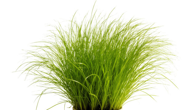 Isolated fresh vibrant green ornamental grass bush for landscaping design or nature projects