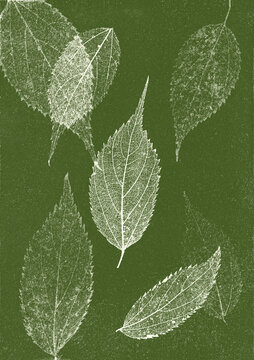 Green cyanotype botanical composition with leaves on textured paper