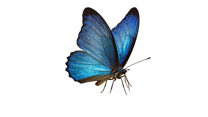Isolated beautiful vibrant iridescent blue tropical butterfly with wings spread, elegant insect © Joao