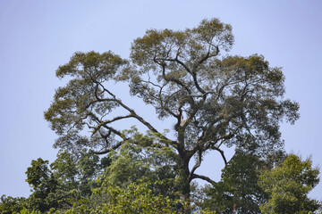 Fototapeta premium Majestic tree with large green canopy and intricate branch structure against bright sky. peaceful, serene view of forest nature, showing strong growth in outdoor
