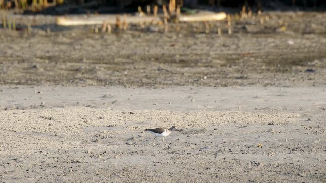 A single small shorebird, likely a sandpiper or wader, walks across a light-colored sandy patch on a mudflat. Clear view of the bird in its natural coastal habitat during the day.
