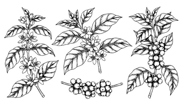Botanical coffee plant vector engraving branches flowers leaves beans collection