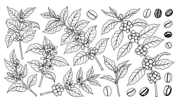 Realistic coffee plant branches leaves flowers beans botanical vector illustration set