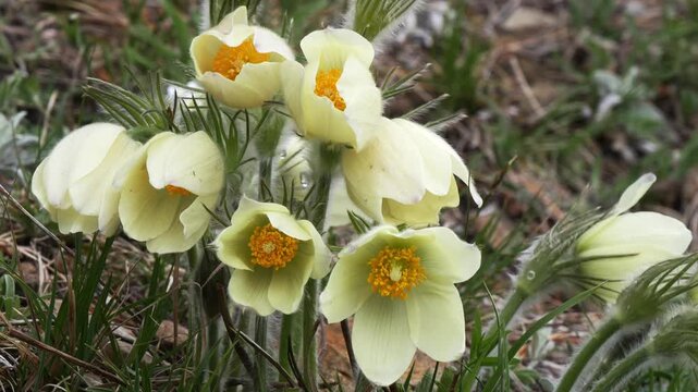 Beautiful yellow flowers of the plant called Pasque Flower (Siberian Snowdrop) among the grass that has not yet turned green on a spring day in Siberian mountains.
 
