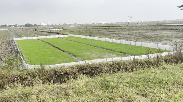 Fresh green rice seedbeds in a plowed muddy field