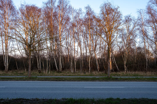 Empty winter road in daylight beside roadside birch trees with horizon across quiet landscape where nature frames a calm travel route