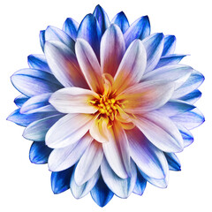 Fototapeta premium Dahlia flower on isolated background with clipping path. Closeup. Transparent background 