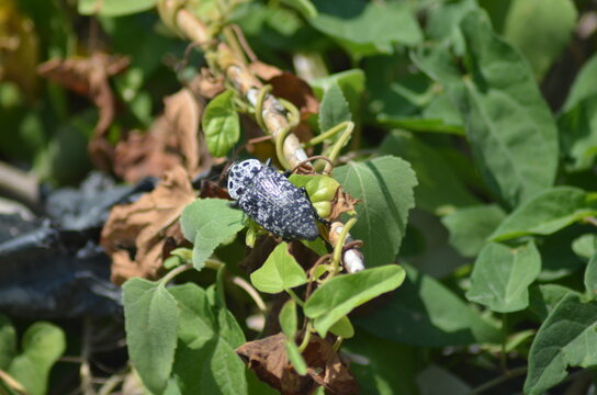 Close-up of a large black and white jewel beetle (Capnodis) sitting on a leaf. Detailed texture of the beetle's spotted shell under bright daylight. Natural wildlife macro scene in nature.