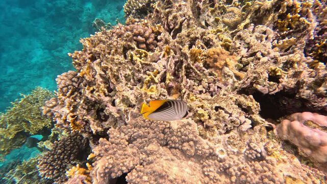 Video Pesce che nuota nella barriera corallina di Sharm el-Sheikh nel mar rosso, con caratteristico colore bianco nero e giallo e dal muso allungato