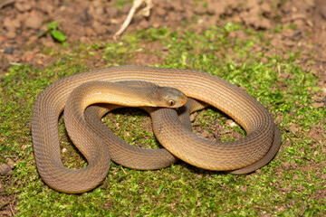 Fototapeta premium A beautiful adult southern brown egg eater (Dasypeltis inornata) in the wild. A harmless snake from KwaZulu-Natal, South Africa