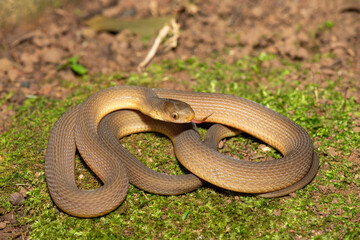 Obraz premium A beautiful adult southern brown egg eater (Dasypeltis inornata) in the wild. A harmless snake from KwaZulu-Natal, South Africa