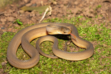 Fototapeta premium A beautiful adult southern brown egg eater (Dasypeltis inornata) in the wild. A harmless snake from KwaZulu-Natal, South Africa