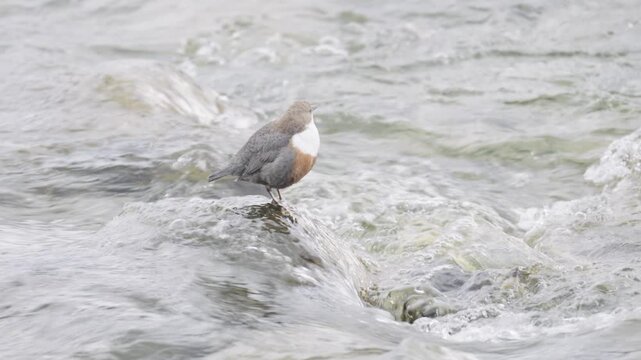 European dipper, cinclus cinclus, perching on a wet stone in a clear fast flowing mountain river