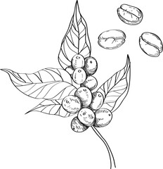 High quality linear realistic vector illustration of a Coffee plant and beans Ideal for menus, restaurant and other establishment designs, cosmetic and product label design. Spice and Herbs © Lisa