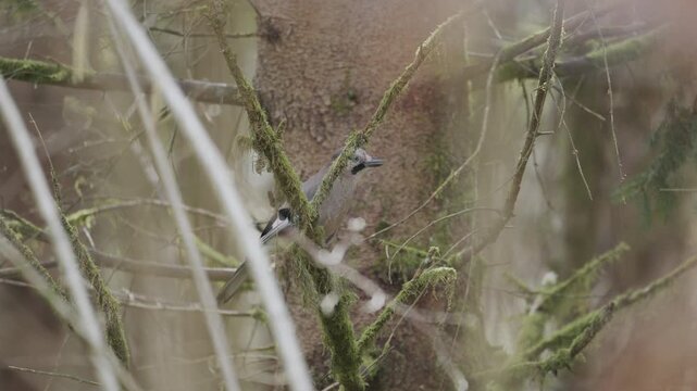 Beautiful steller's jay and a black capped chickadee interacting on a mossy branch in a forest