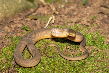 Obraz premium A beautiful adult southern brown egg eater (Dasypeltis inornata) in the wild. A harmless snake from KwaZulu-Natal, South Africa