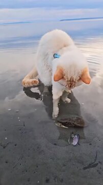 Curious Flame Point Siamese cat interacting with a crab on a sandy beach at sunset.