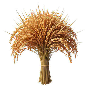 A bundle of dried wheat stalks tied together isolated on transparent background