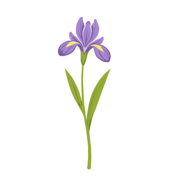 Purple Iris Flower Illustration