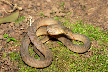 Fototapeta premium A beautiful adult southern brown egg eater (Dasypeltis inornata) in the wild. A harmless snake from KwaZulu-Natal, South Africa