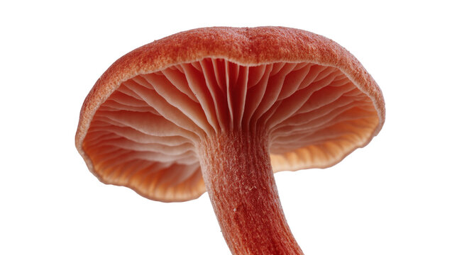 Isolated view of a vibrant reddish-orange mushroom from below, showing its delicate gills and textured stem.