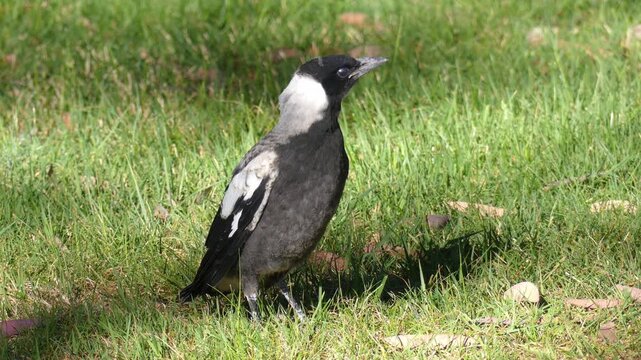Close up lone Australian magpie baby fledgling standing in grass looking around