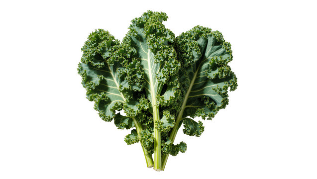 Isolated fresh green kale leaves raw organic vegetable healthy food ingredient closeup studio shot