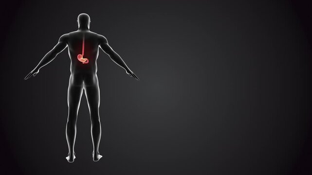Human body with stomach anatomy loopable