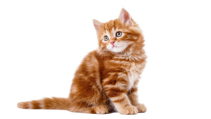 Isolated adorable fluffy orange ginger tabby kitten, cute young domestic cat looking to the side. © Aline