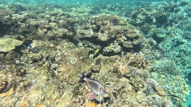 Video Pesce pappagallo bicolore che nuota nella barriera corallina di Sharm el-Sheikh nel mar rosso, con caratteristico colore grigio e banda gialla dorsale