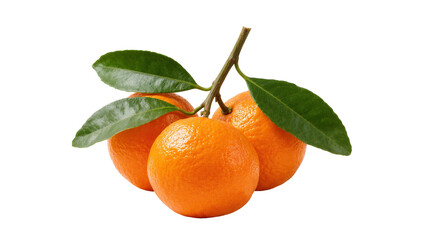 Isolated three fresh ripe mandarins with vibrant green leaves on a natural stem