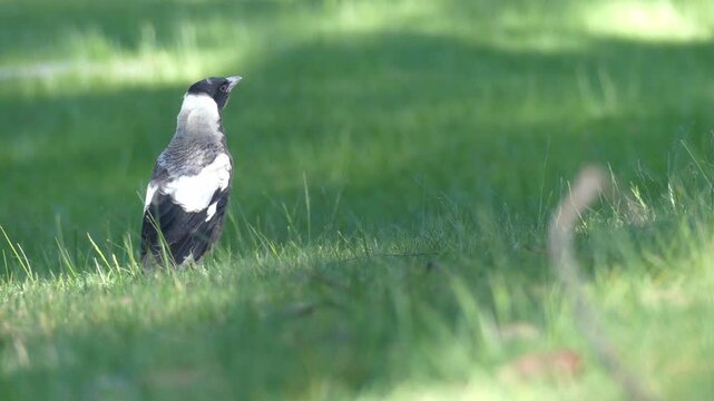 Close up lone Australian magpie baby fledgling standing in grass looking around