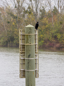 Cormorant perching on signpost overlooking Saone river in Tournus