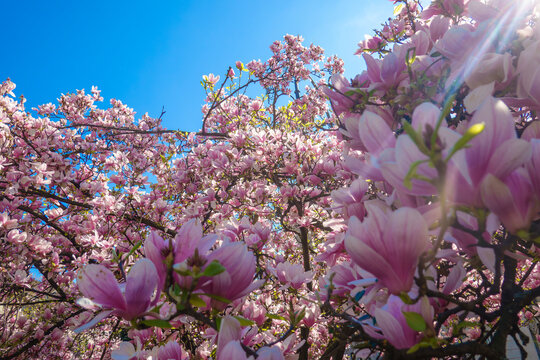 fiori di magnolia