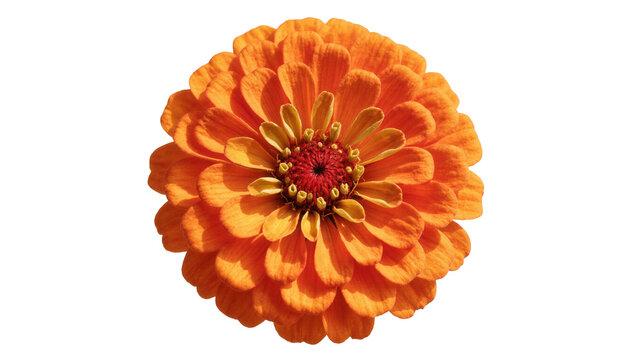 Isolated vibrant orange zinnia flower bloom with intricate petal patterns and a detailed center.