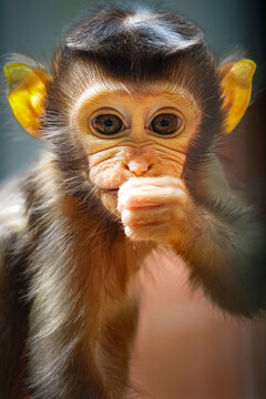 An adorable baby monkey with large, expressive eyes holds a piece of fruit. Its soft brown fur and curious gaze make for a truly heart-melting image, 18 march 2026 Indonesia