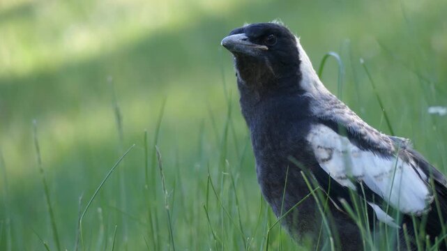Close up lone Australian magpie baby fledgling standing in grass looking around