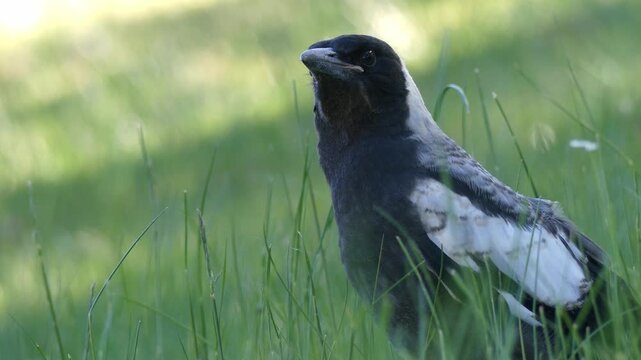 Close up lone Australian magpie baby fledgling standing in grass looking around