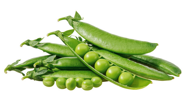 Isolated fresh green pea pods, some open with bright round peas, healthy vegetable ingredient