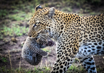 Leopard with Baby Cub, a couple of days old. Walking across the plains of the Serengeti, Tanzania, Africa. © John