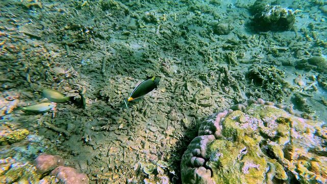 Tracking the movements of an orangespine surgeonfish (Naso lituratus) swimming among fine-lined tang (Ctenochaetus striatus) on the sea floor, exploring their underwater world. Dauin, Philippines