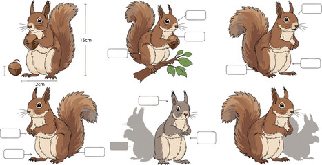 Fototapeta premium Squirrel anatomy measurement illustration with labeled parts size comparison realistic woodland animal vector educational set