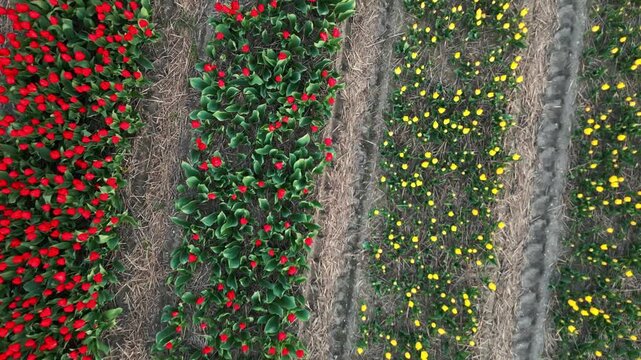 Stock video of Dutch tulip fields in spring featuring striped floral patterns and farmland.