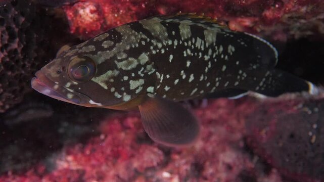 dusky grouper swimming around the diver and curious underwater ocean scenery close up fish