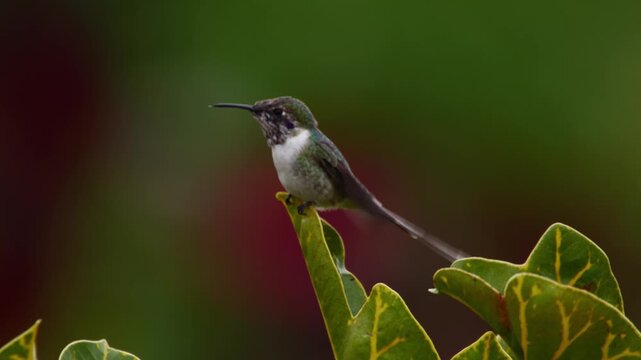 Male cora hummingbird (Thaumastura cora) enters frame and perches on leaf, moving wings and tail while opening beak and showing tongue against blurred green plants.