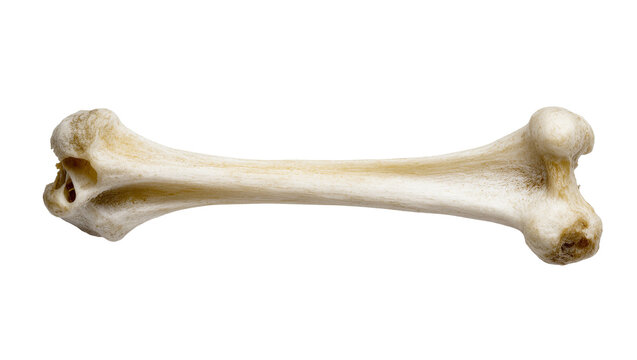 Isolated detailed view of a natural animal long bone from a mammal skeleton for anatomy study.