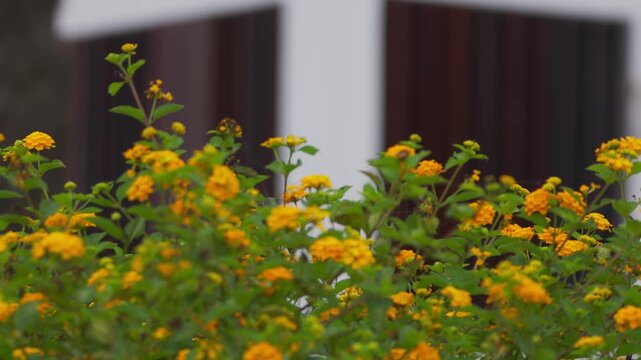 Male cora hummingbird (Thaumastura cora) feeding on lantana flower, flying symmetrically in front of white wall with wooden windows.