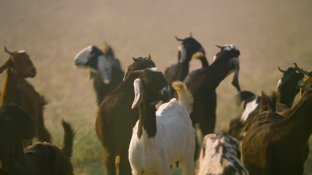 Slow motion closeup of white, brown, and spotted village goats with long ears on a sunny afternoon in Tharparkar, Sindh.