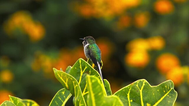 Cora hummingbird (Thaumastura cora) perched on leaf with fluffed feathers, sticking tongue out and looking side to side with blurred lantana flowers in background.