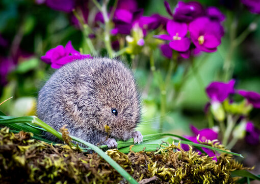 A small vole nibbles on a blade of grass amidst vibrant purple flowers, showcasing a moment of nature's quiet foraging.